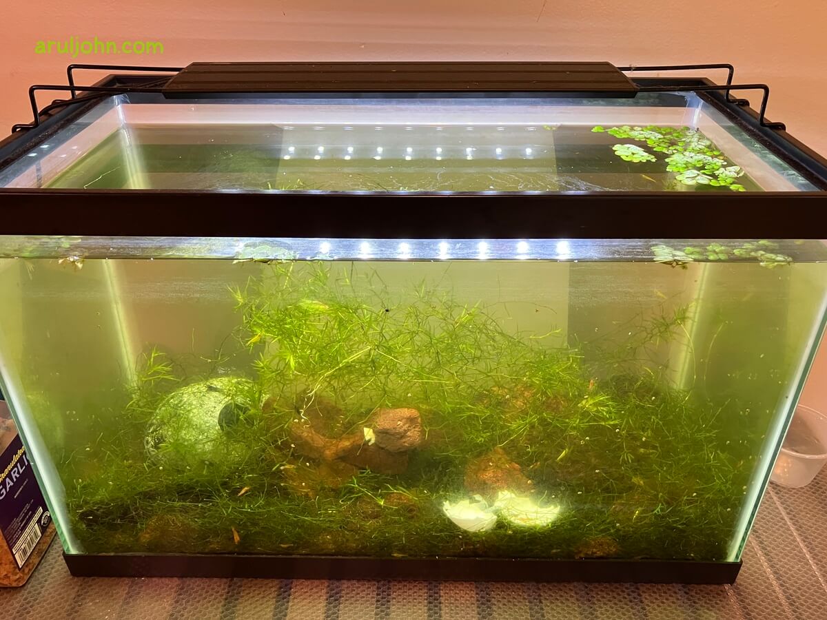 My 10 gallon fish tank with fish and shrimp