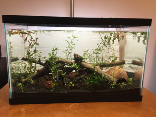 10 gallon natural planted tank