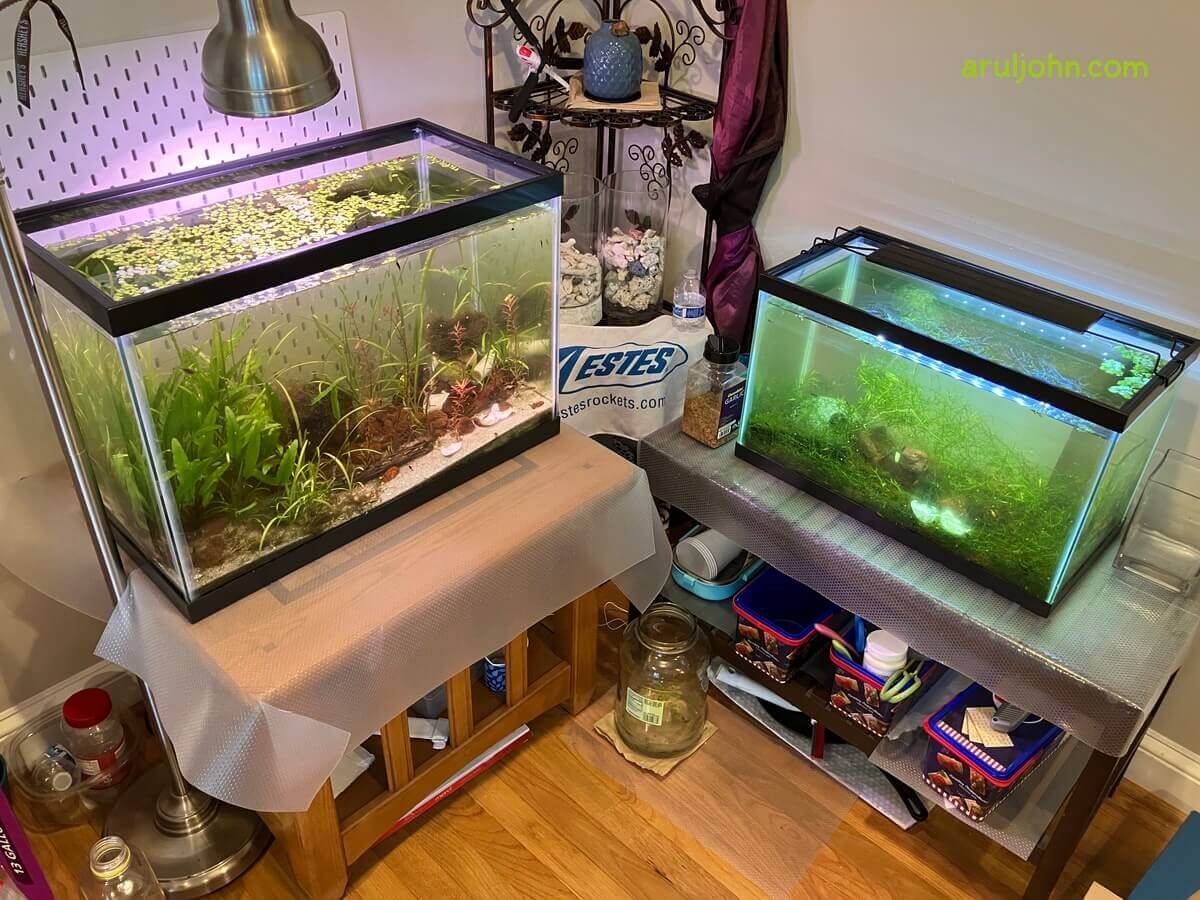 My 20 and 10 gallon planted tanks with fish and shrimp