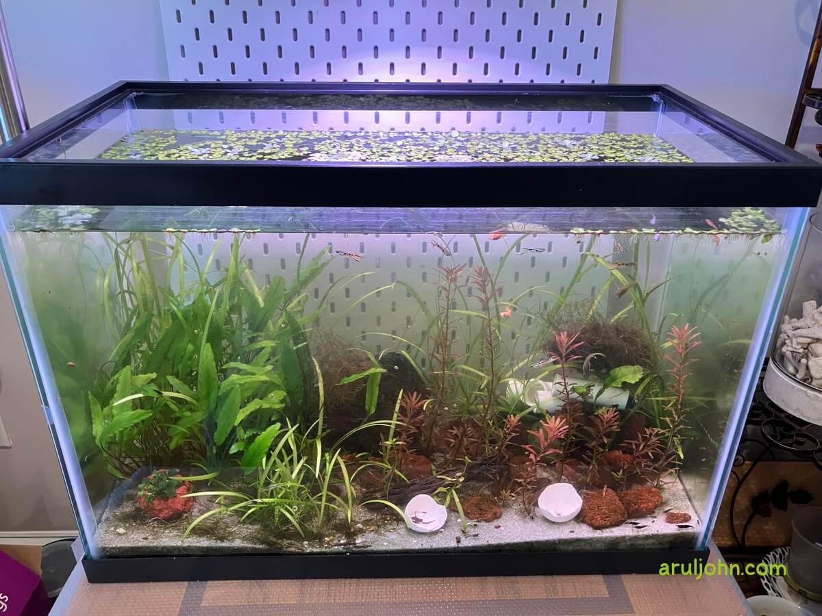My 20 gallon fish tank with fish and shrimp