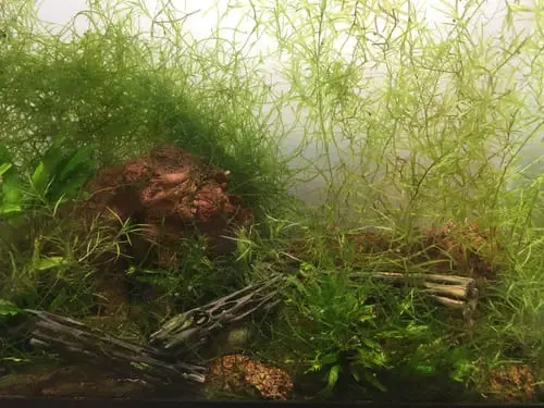 Aquascaping the tank