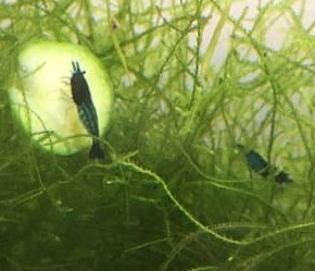 Blue diamond (Sapphire) shrimp