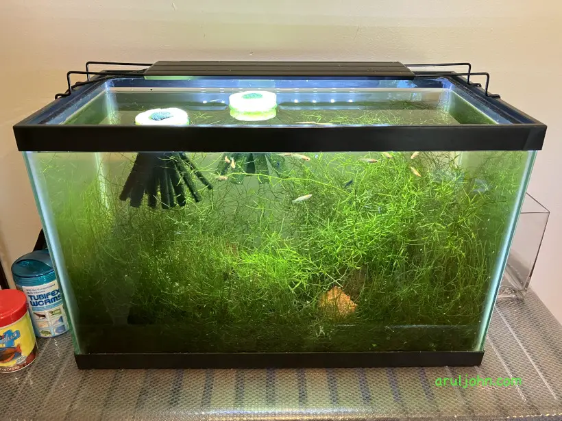 Japanese rice fish medaka 10 gallon planted tank