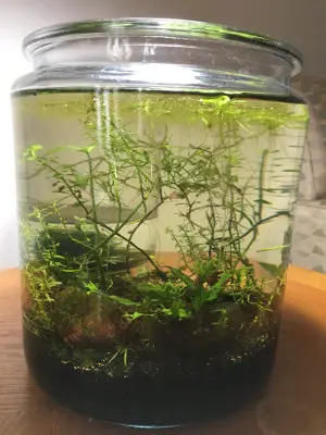 2 gallon planted jar