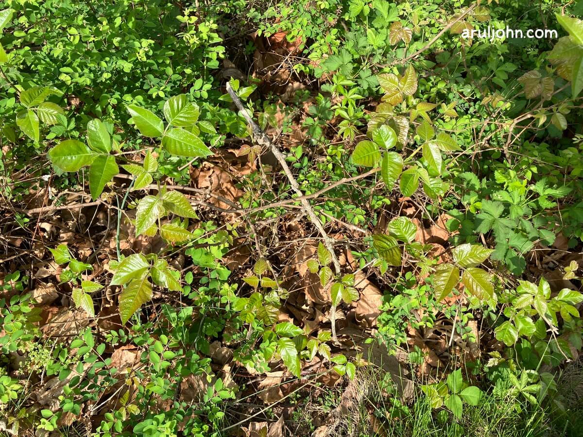 poison ivy in a bush spring 2026