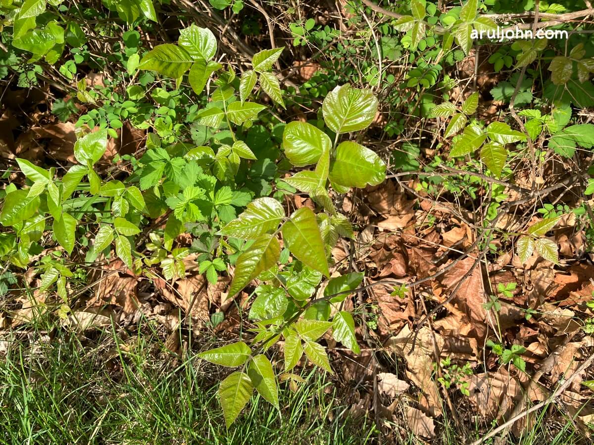 poison ivy in a bush spring 2026 2