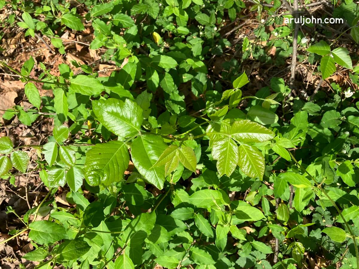 poison ivy in a bush spring 2026 3