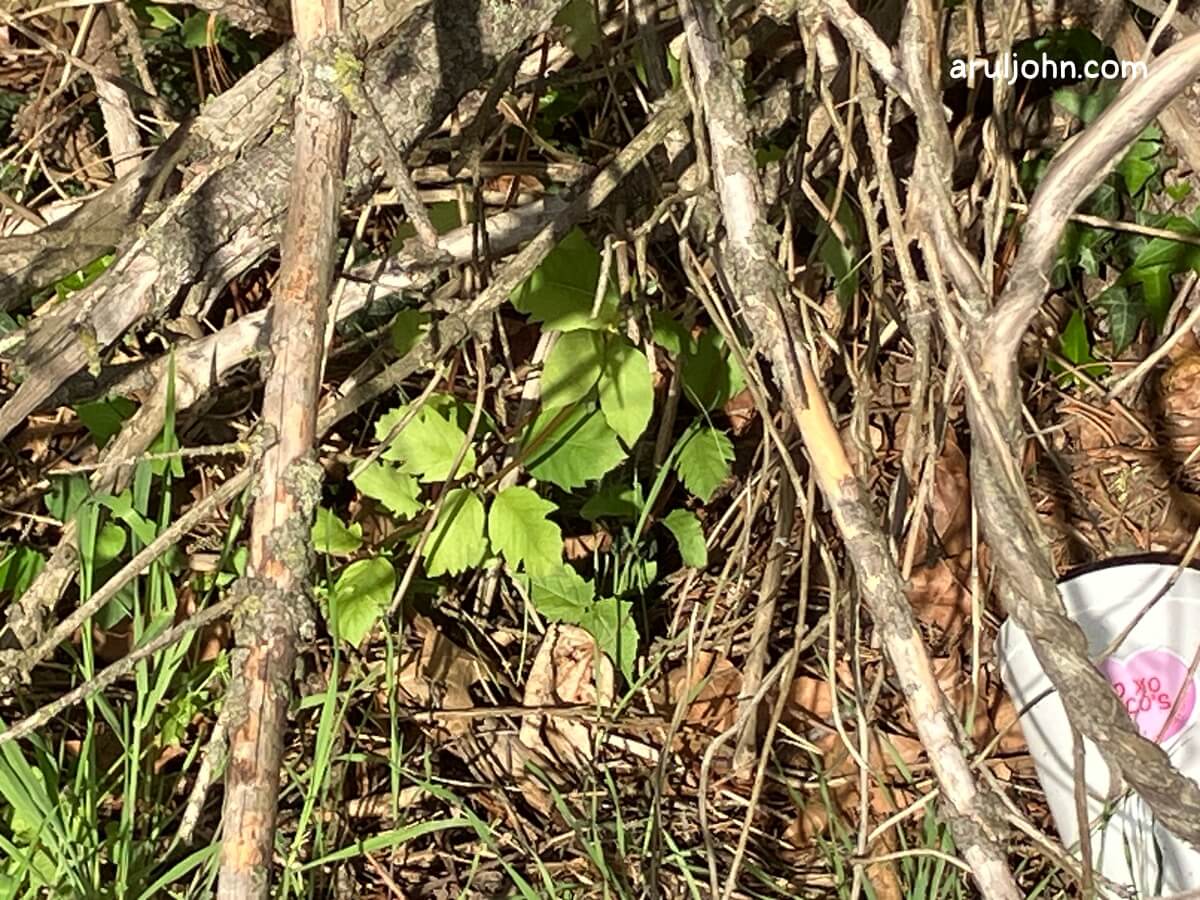 poison ivy in a bush spring 2026 4