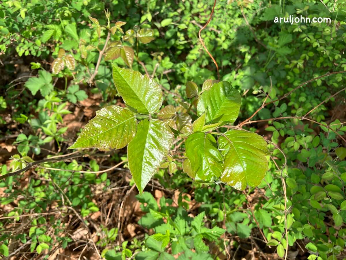 Poison Ivy Plants in Virginia, April 2026