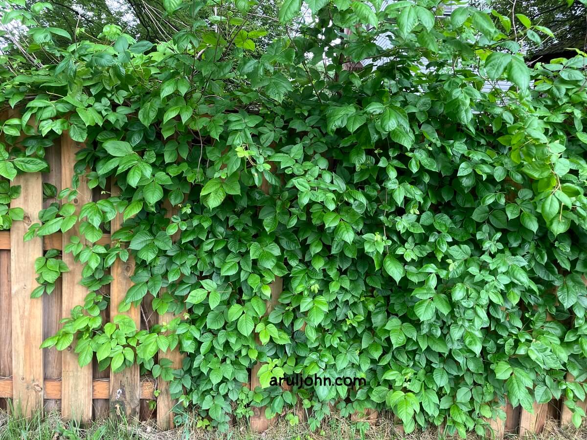 Poison Ivy Plants cluster on fence in Virginia, May 2026