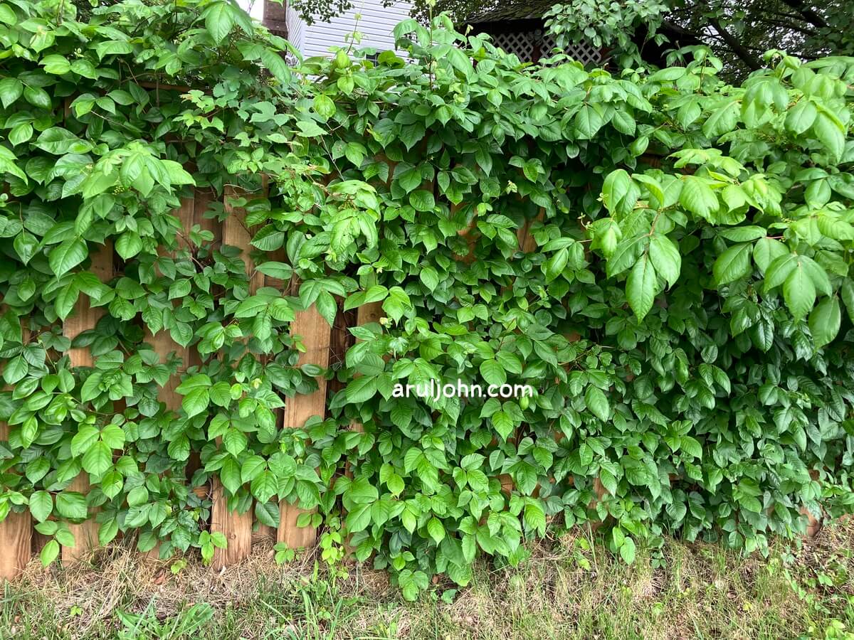 Poison Ivy Plants second cluster on fence in Virginia, May 2026