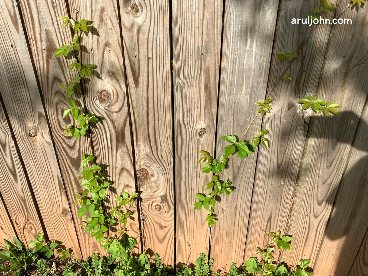 poison ivy on fence april 2026 2