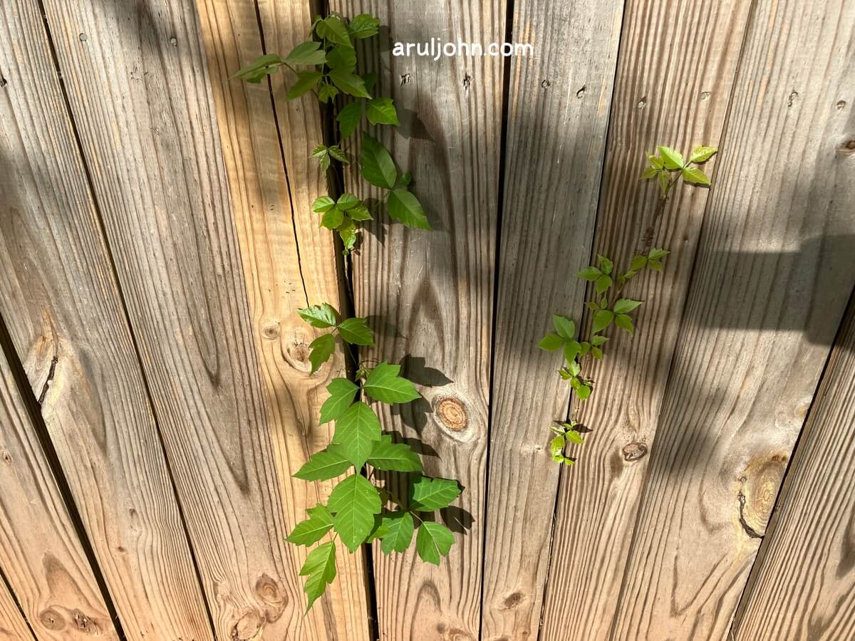 poison ivy on fence april 2026 3