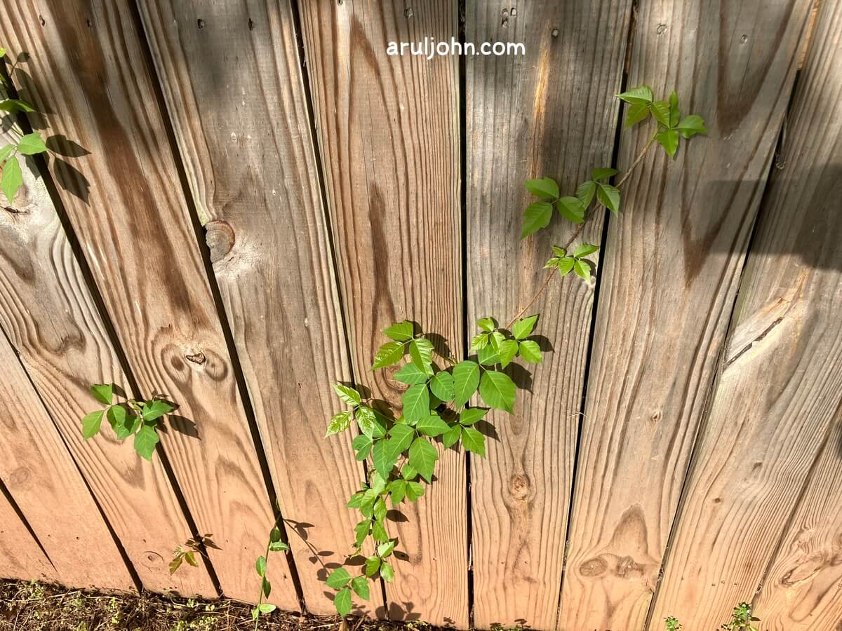 poison ivy on fence april 2026 4