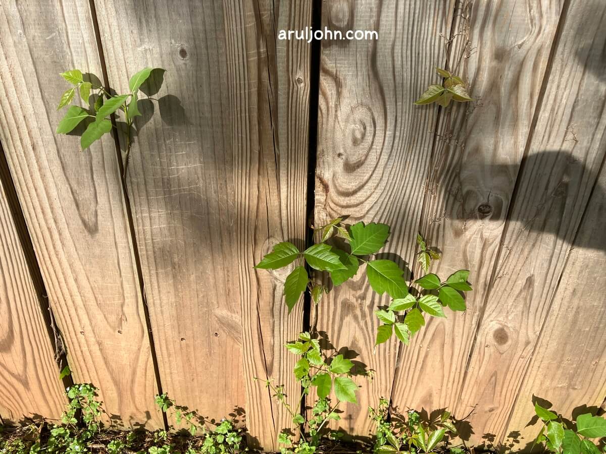 poison ivy on fence april 2026 5