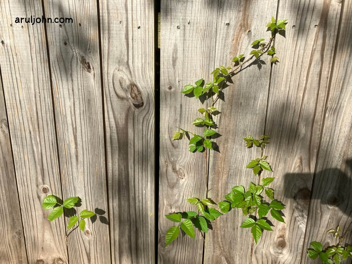 poison ivy on fence april 2026