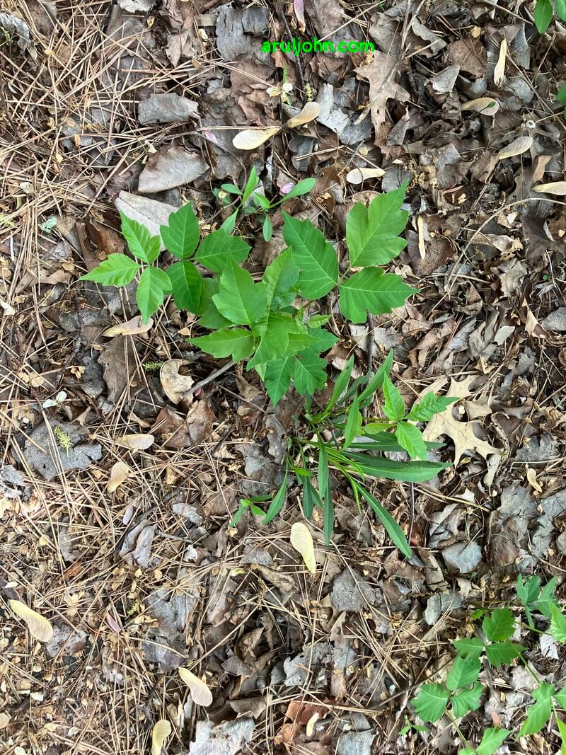 poison ivy on the ground spring 2026 2
