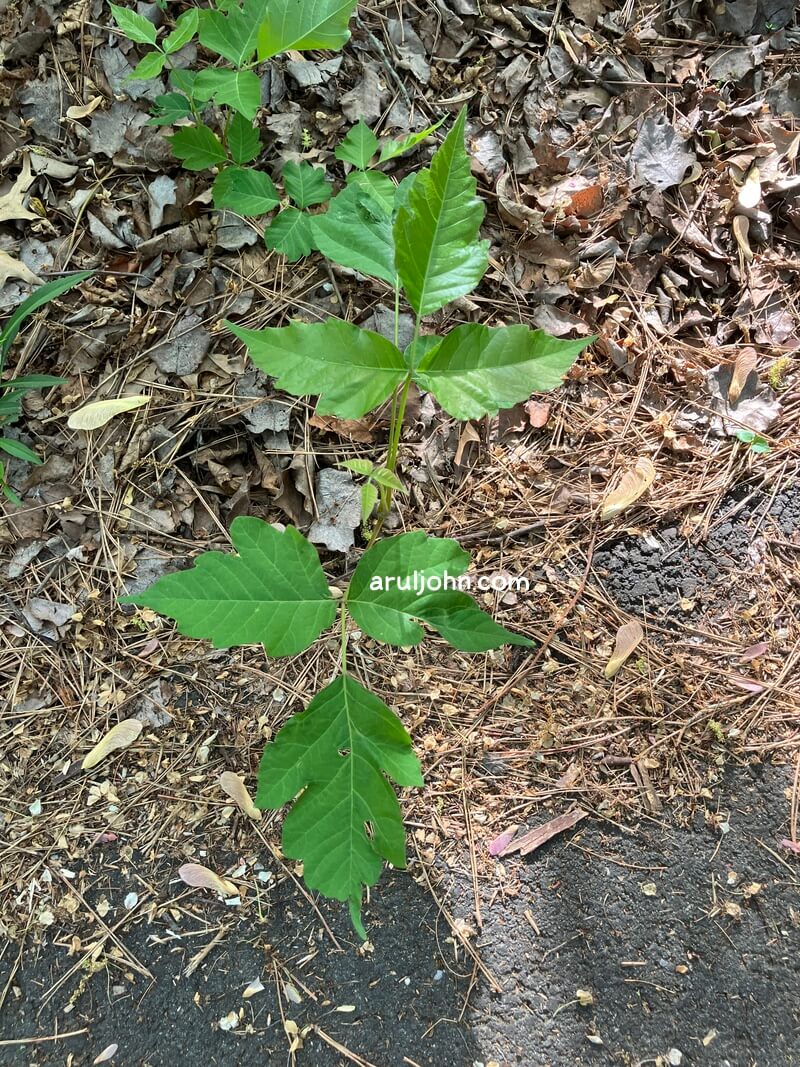 poison ivy on the ground spring 2026