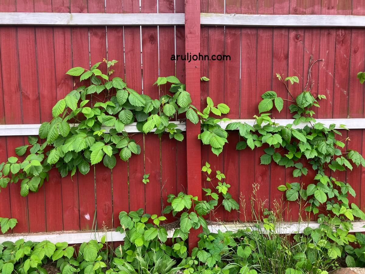Poison Ivy Plants on red fence in Virginia, May 2026