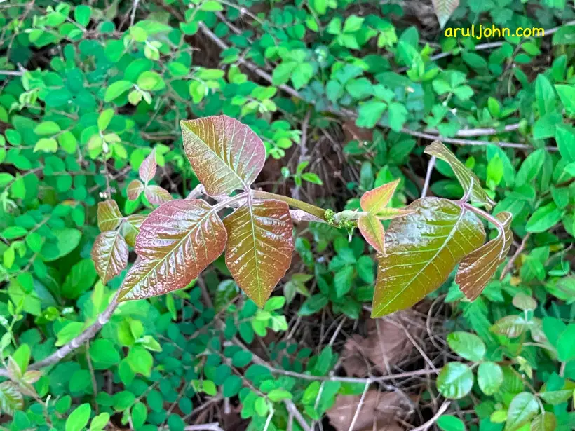 How to Identify Poison Ivy, Oak and Sumac and Protect Yourself