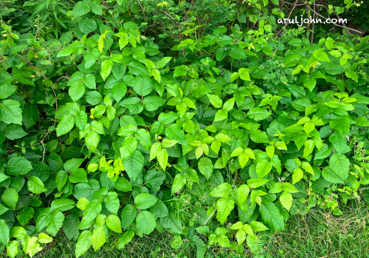 Poison Ivy plant cluster in Virginia, May 2025