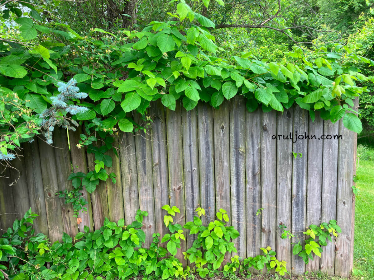Poison Ivy plants on fence in Chantilly, Virginia, May 2025