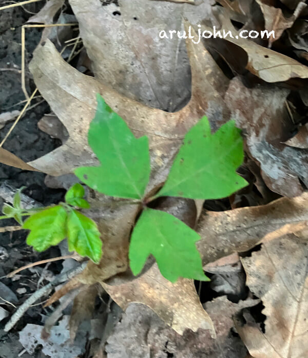 Poison Ivy plants growing among dead leaves in Shenandoah, Virginia, May 2025