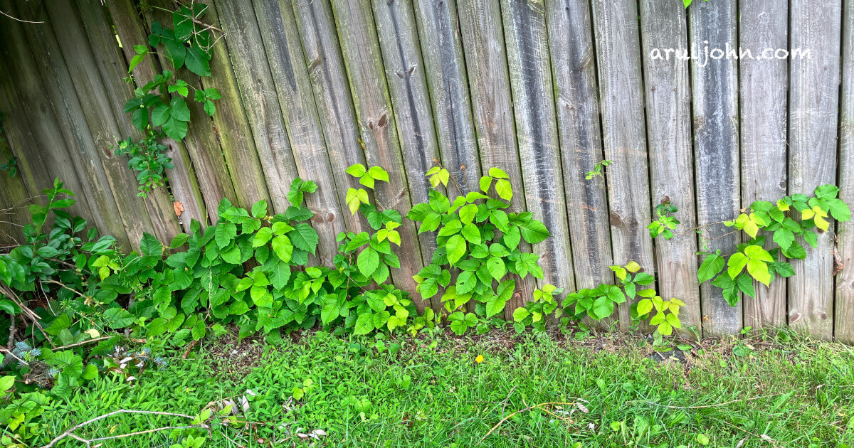 Poison Ivy plants growing on fence in Fairfax, Virginia, May 2025