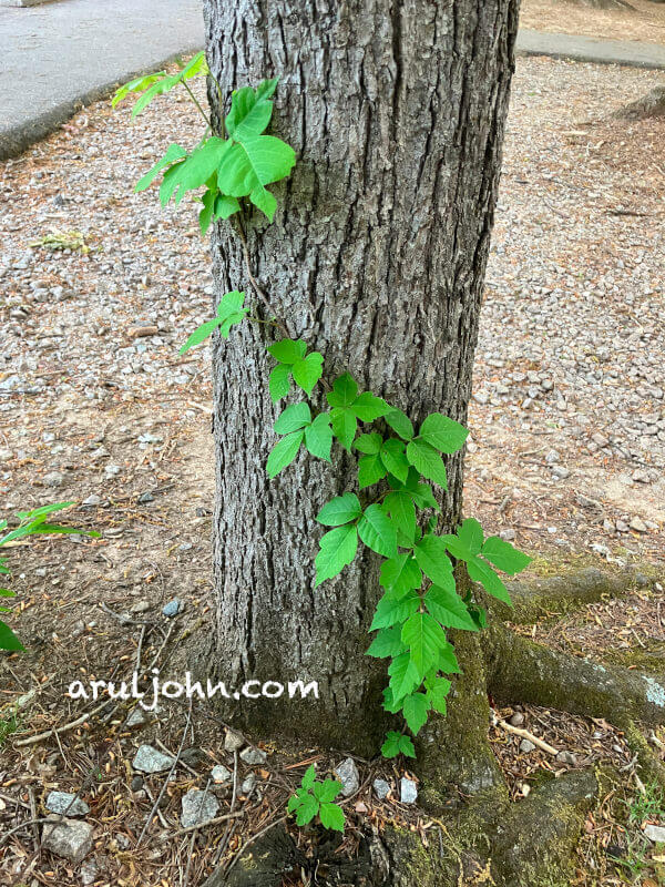 Poison Ivy plants growing on a tree in Shenandoah, Virginia, May 2025