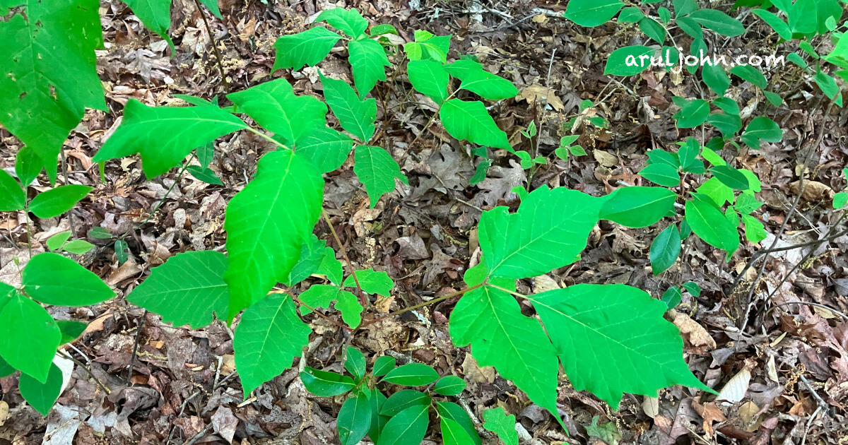 More poison Ivy plants growing among dead leaves in Shenandoah, Virginia, May 2025