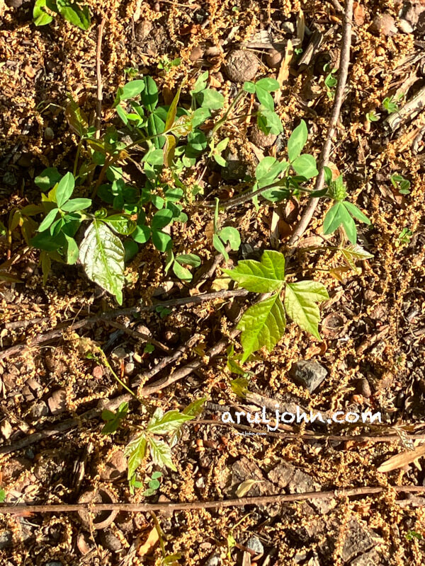 Poison Ivy plants in early spring in Fairfax, Virginia, April 2025