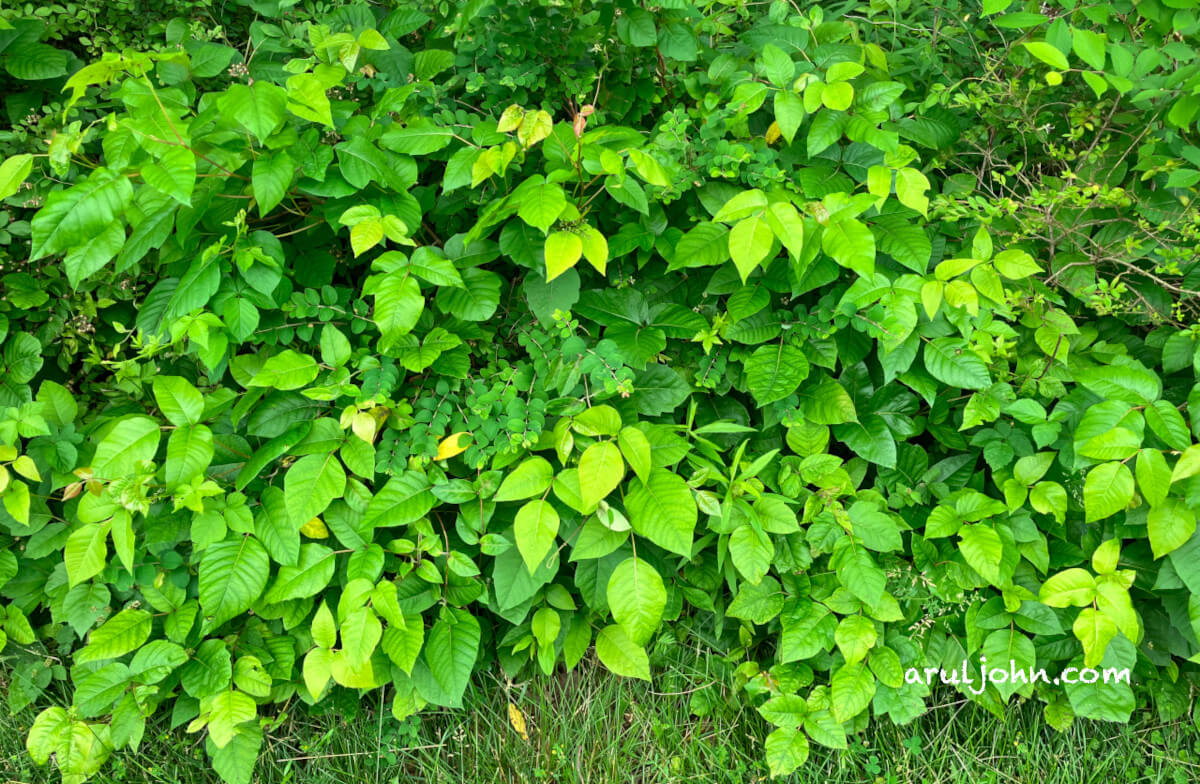 Poison Ivy Plants in Virginia, May 2025