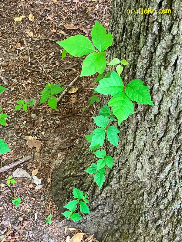 How to Identify Poison Ivy, Oak and Sumac and Protect Yourself