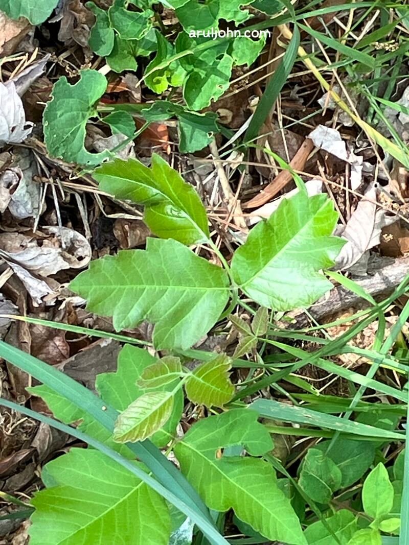 poison oak and poison ivy together spring 2026