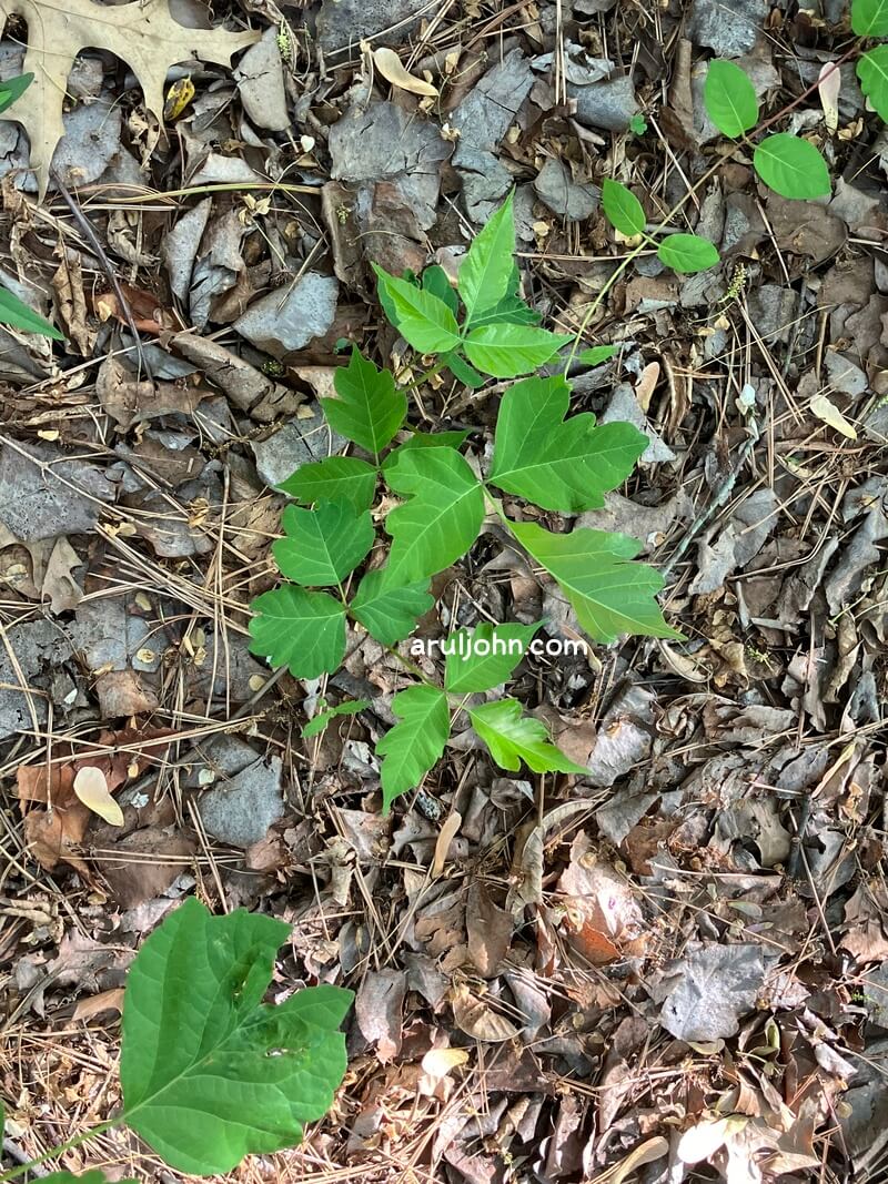 poison oak and poison ivy together  spring 2026 2