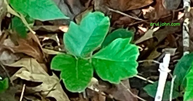 Poison Oak plant