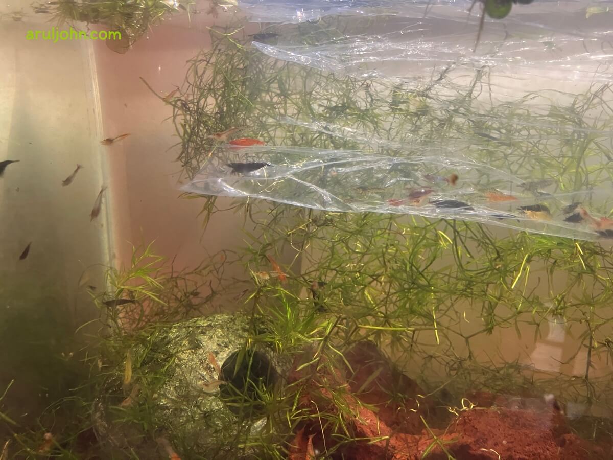 I released more shrimp into the 10 gallon tank