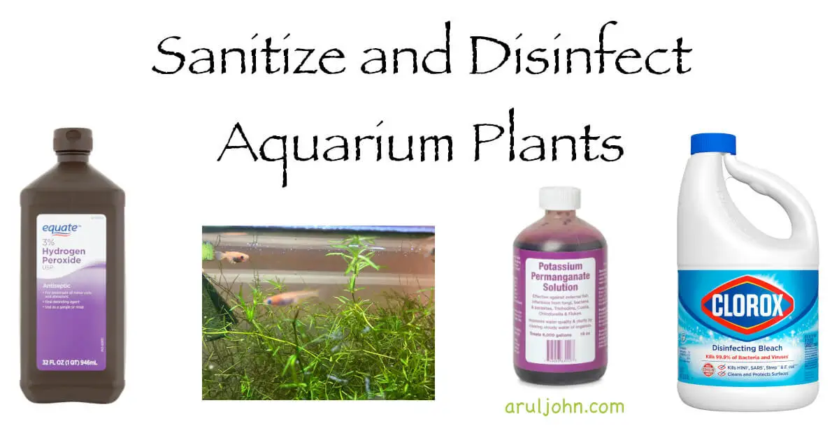 how to disinfect aquarium plants