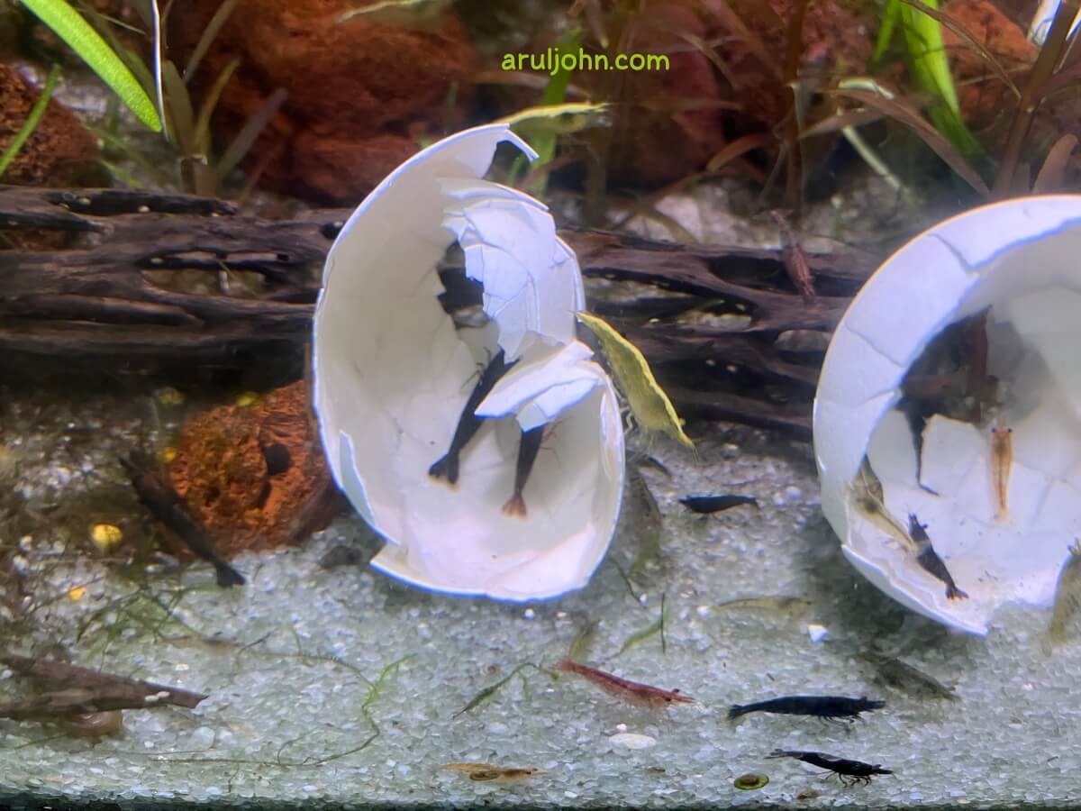 Shrimp nibbling on boiled egg shells