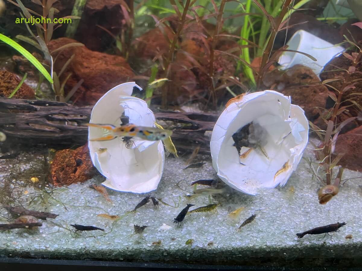 shrimp in the 20 gallon aquarium