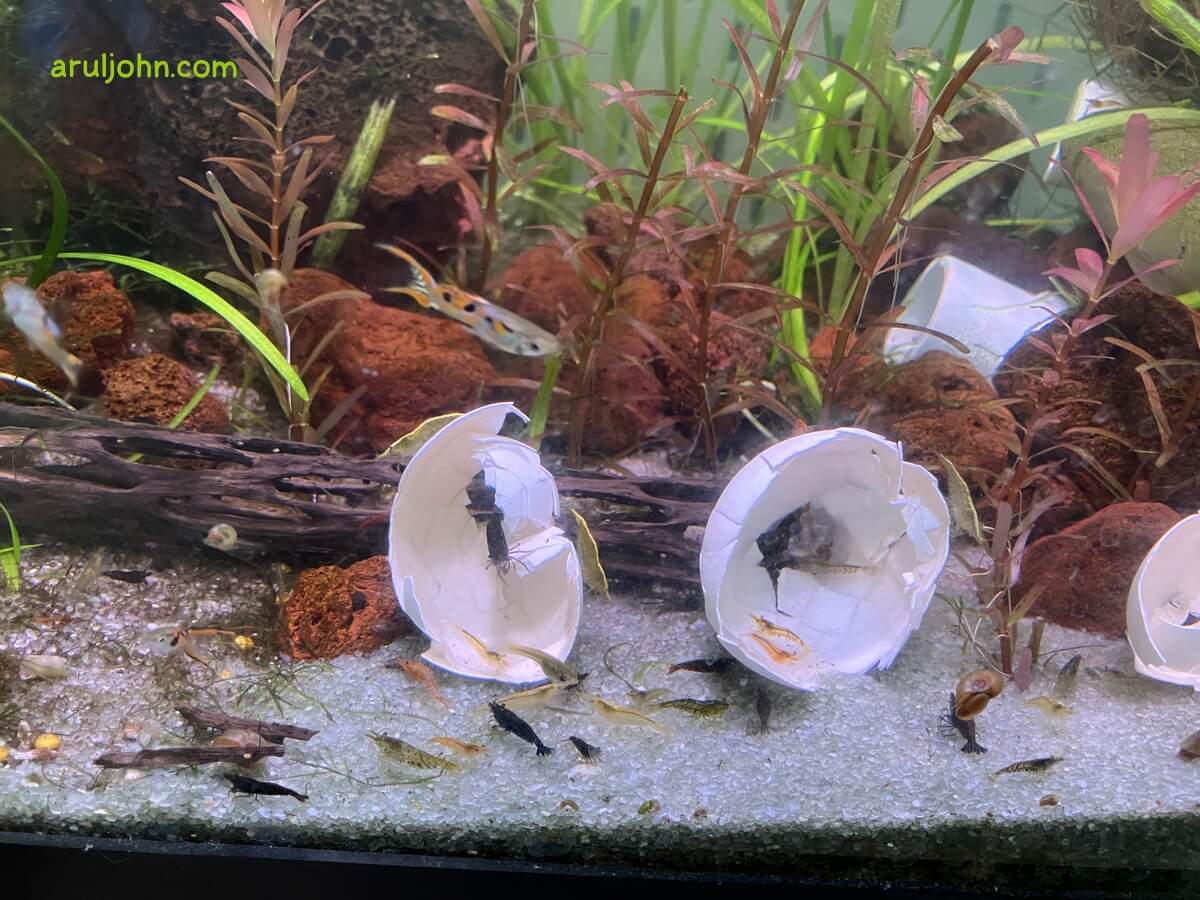 Shrimp and fish in my tank
