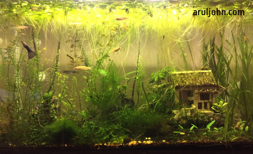 Walstad aquarium hot sale